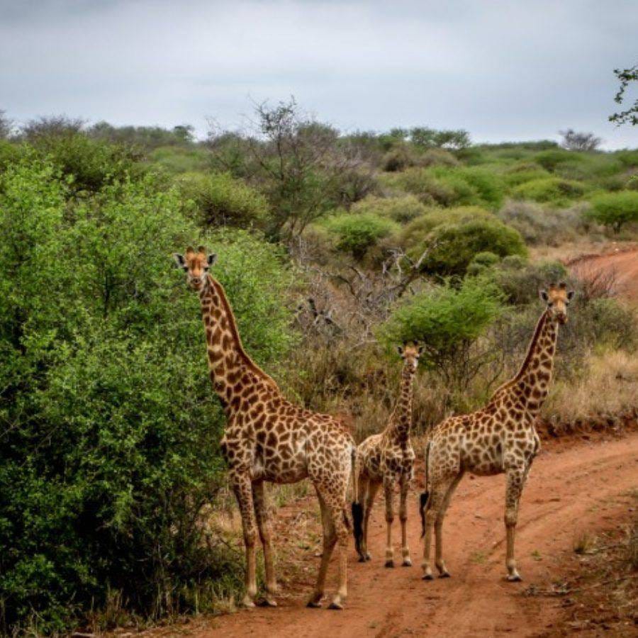 Giraffes on a bushveld road at Sand River Safari Lodge