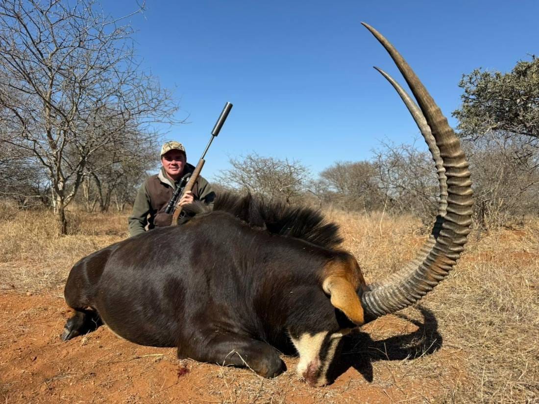 Trophy sable antelope