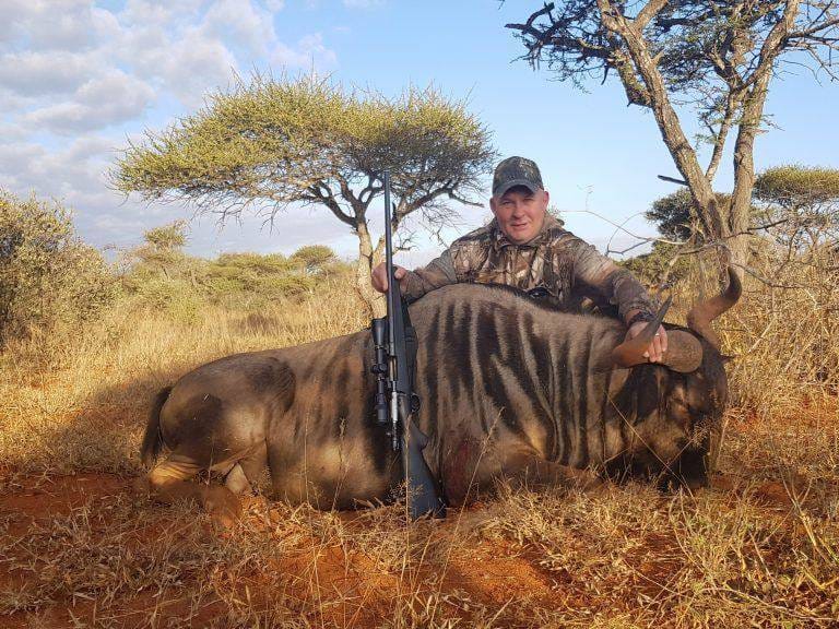 Blue wildebeest trophy