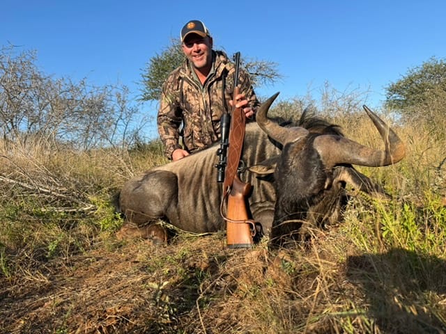 Trophy blue wildebeest