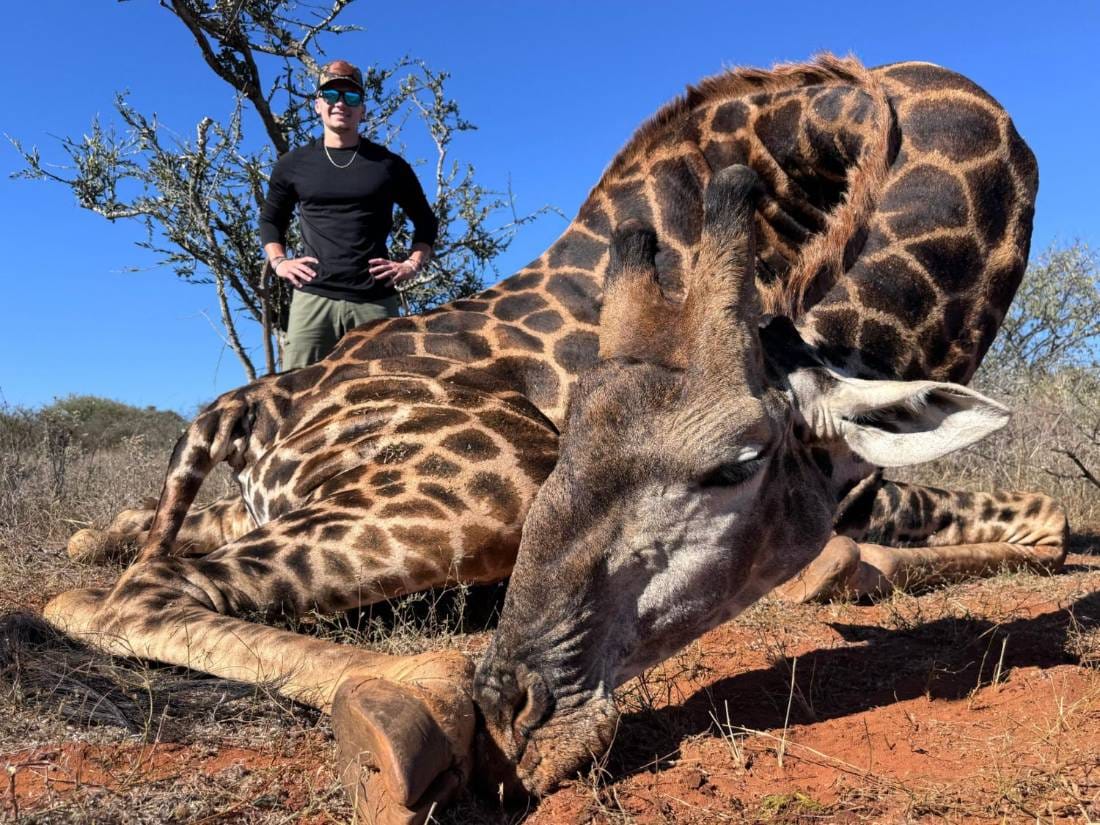 Trophy giraffe hunt