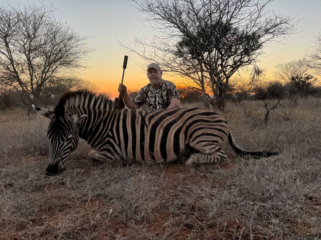 Zebra hunt at sunset
