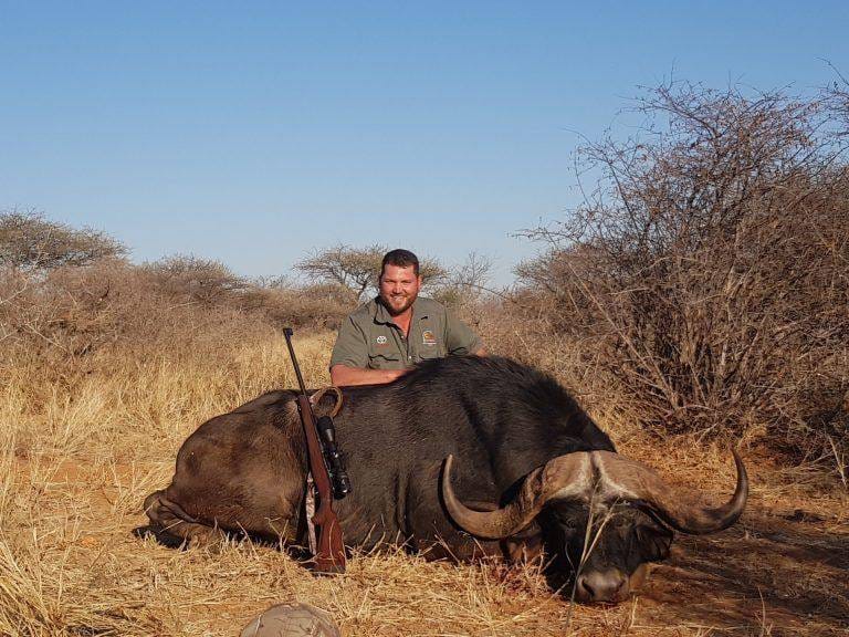 Trophy cape buffalo