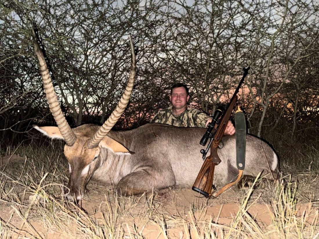 Trophy waterbuck at sunset