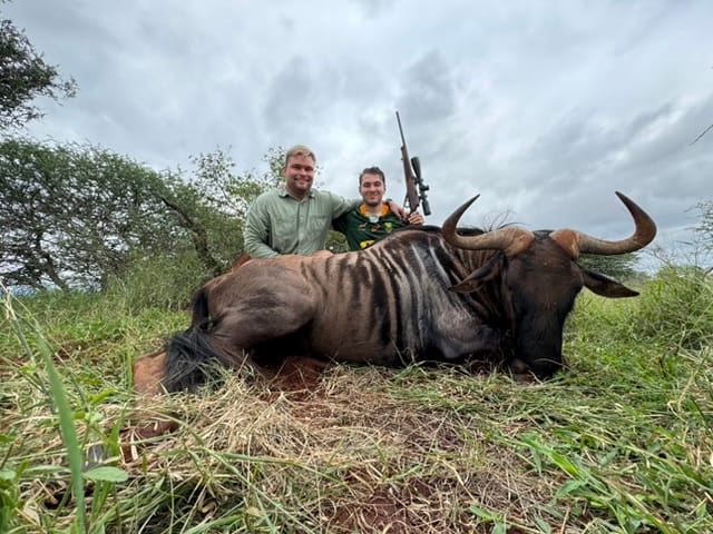 Trophy blue wildebeest