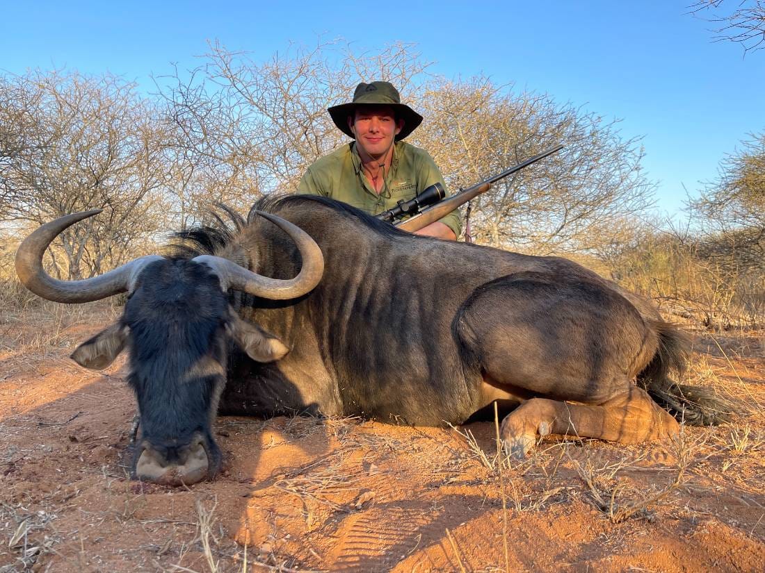 Blue wildebeest trophy