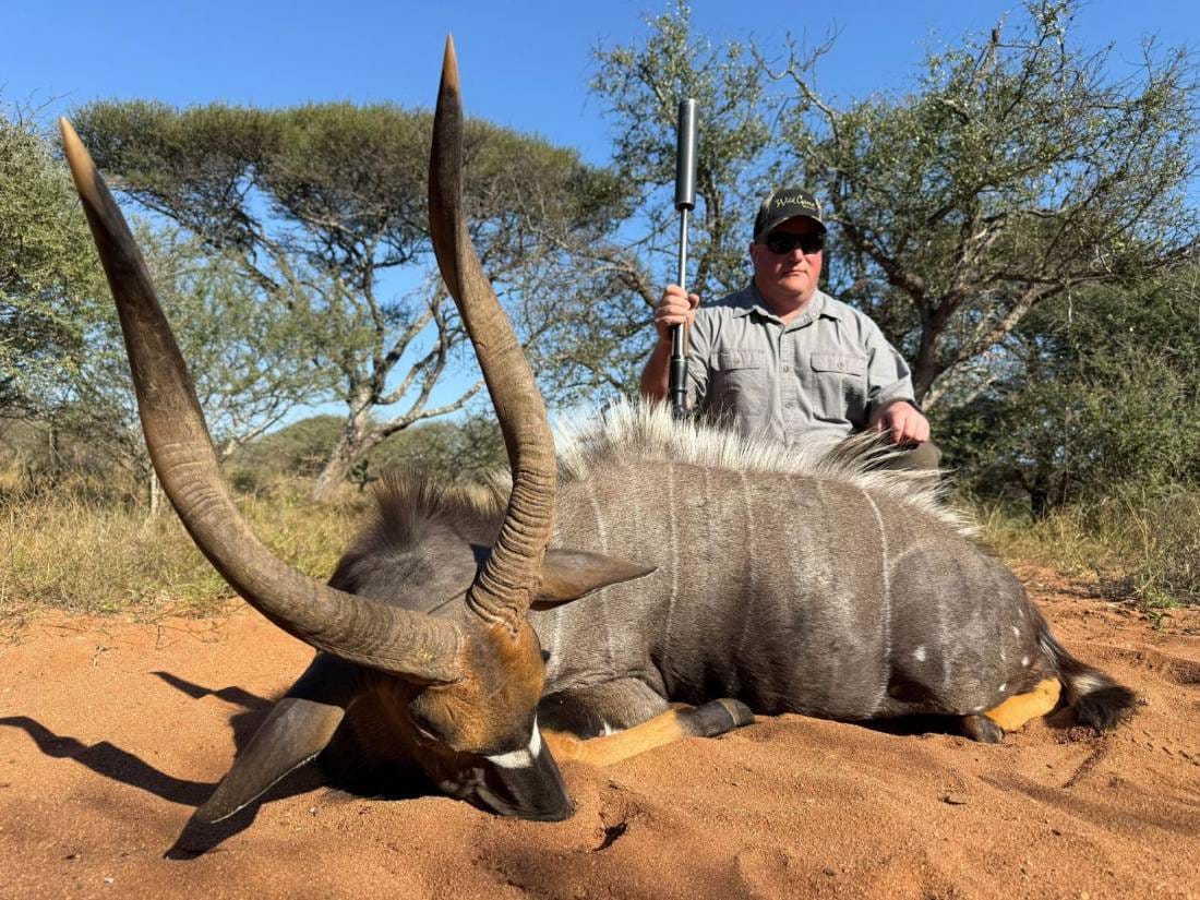 Trophy nyala bull on red sand