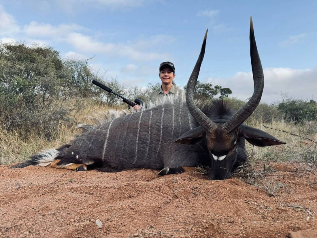 Trophy nyala bull