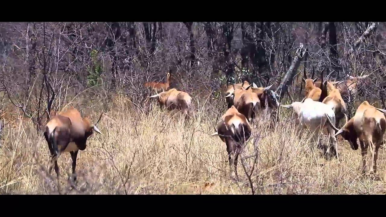 Sand River Safari Lodge — watch the film