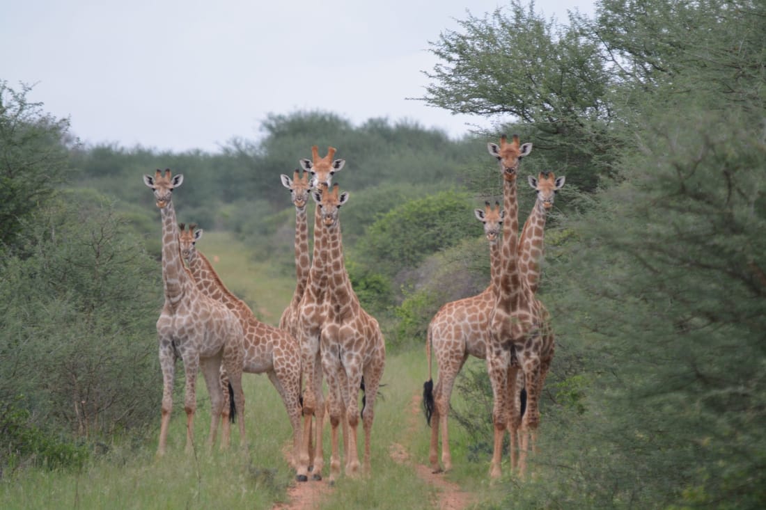 Tower of giraffe on a bushveld track