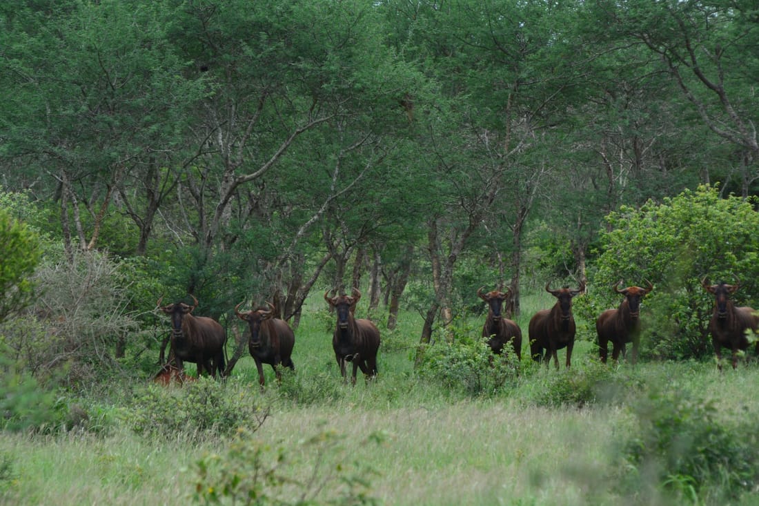 Herd of blue wildebeest in the green bushveld