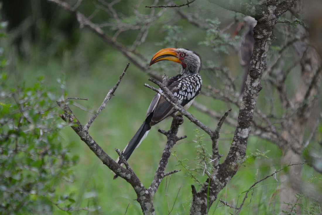 Southern yellow-billed hornbill perched on a branch